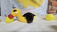 Peanut Boy - AKC micro boy, a  Yorkshire Terrier for sale in Moody, TX – 3 of 5