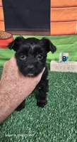 Black Diamond- APRI REGISTERED, a female Yorkshire Terrier for sale in Waco, TX – 2 of 4