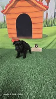 Black Diamond- APRI REGISTERED, a female Yorkshire Terrier for sale in Waco, TX – 3 of 4