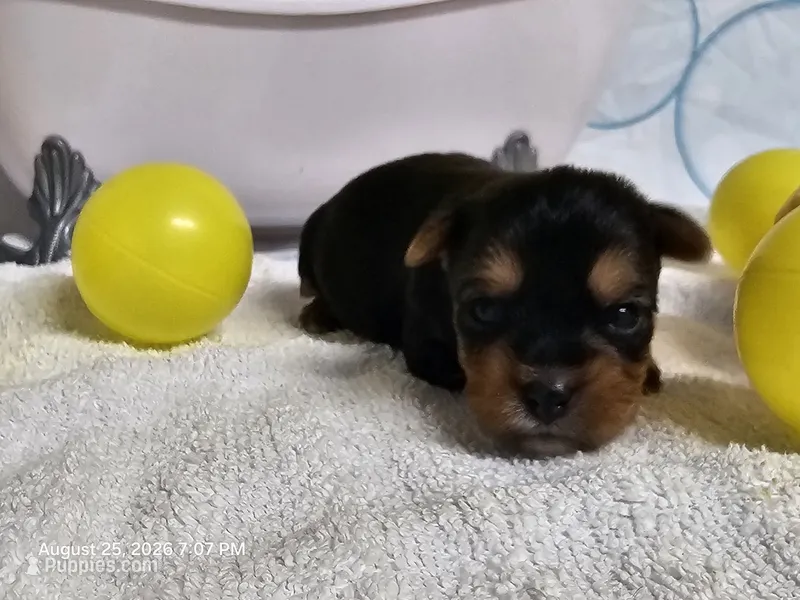 EMMIE- AKC – Yorkshire Terrier puppy for sale in Moody, TX