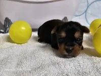 EMMIE- AKC, a female Yorkshire Terrier for sale in Moody, TX – 1 of 3