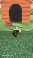 Male akc, a  Yorkshire Terrier for sale in Temple, TX – 3 of 3
