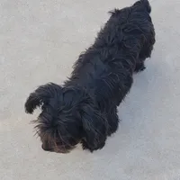 ONYX, a female Yorkshire Terrier for sale in Houston, TX – Photo 3 of 6