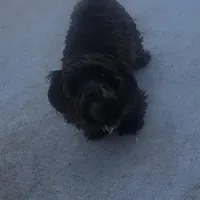 ONYX, a female Yorkshire Terrier for sale in Houston, TX – Photo 2 of 6