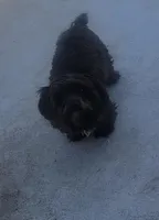 ONYX, a female Yorkshire Terrier for sale in Moody, TX – Photo 2 of 6