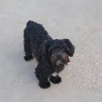 ONYX, a female Yorkshire Terrier for sale in Houston, TX – Photo 4 of 6