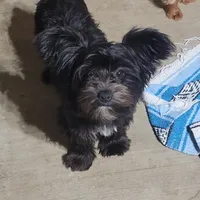 ONYX, a female Yorkshire Terrier for sale in Houston, TX – Photo 5 of 6