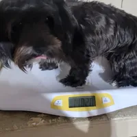 ONYX, a female Yorkshire Terrier for sale in Houston, TX – Photo 6 of 6