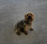 Pixie - AKC, a female Yorkshire Terrier for sale in Temple, TX – 3 of 6