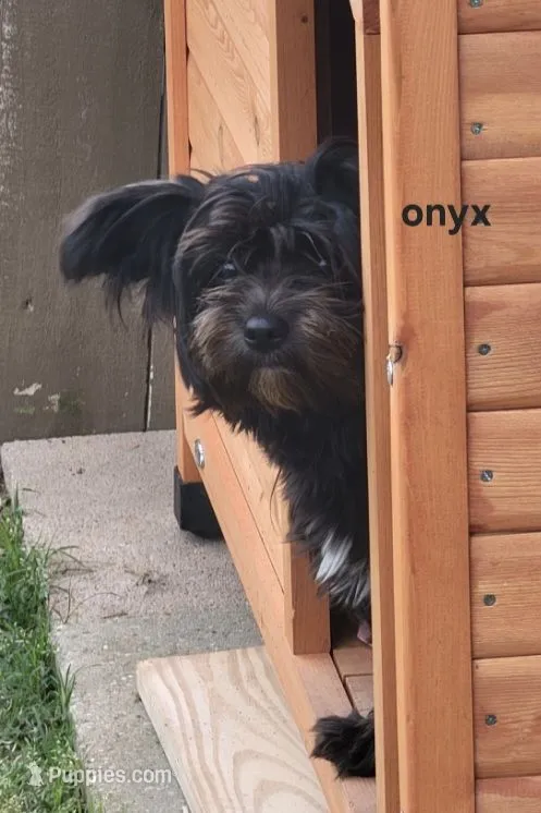 ONYX – Yorkshire Terrier puppy for sale in Temple, TX