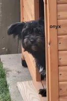 ONYX, a female Yorkshire Terrier for sale in Temple, TX – 1 of 2