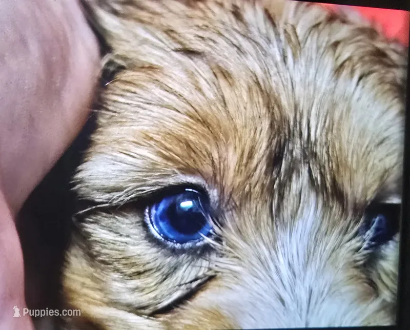 Blue eyed boy -Registered  – Yorkshire Terrier puppy for sale in Temple, TX