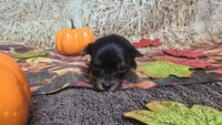 Peanut Boy - AKC micro boy, a  Yorkshire Terrier for sale in Moody, TX – 5 of 5