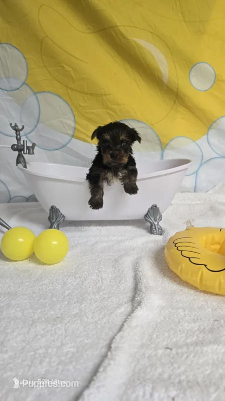 Maci - AKC registered- ready October 31st – Yorkshire Terrier puppy for sale in Moody, TX