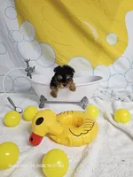 Lil Boy - with OR  without papers, a male Yorkshire Terrier for sale in Moody, TX – 2 of 3