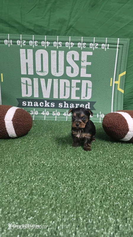 Kyle - AKC registered- Ready October 31st – Yorkshire Terrier puppy for sale in Moody, TX