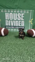 Kyle - AKC registered- Ready October 31st, a  Yorkshire Terrier for sale in Moody, TX – 1 of 2