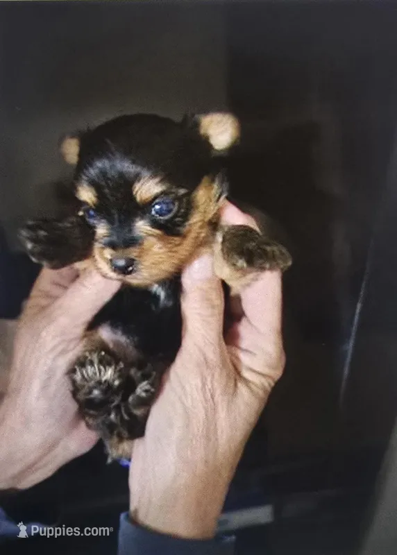 BAM BAM - AKC – Yorkshire Terrier puppy for sale in Moody, TX