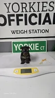 Kyle - AKC registered- Ready October 31st, a  Yorkshire Terrier for sale in Moody, TX – 2 of 2