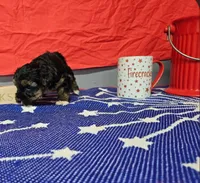 Pebbles -Charting 3.5 lbs. - AKC, a female Yorkshire Terrier for sale in Temple, TX – 2 of 2
