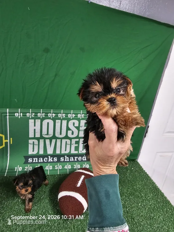 Lil Boy - with OR  without papers – Yorkshire Terrier puppy on hold in Moody, TX