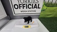 Black Diamond- APRI REGISTERED, a female Yorkshire Terrier for sale in Waco, TX – 4 of 4