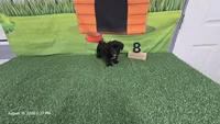 Black Diamond boy REGISTERED, a male Yorkshire Terrier for sale in Waco, TX – 2 of 2