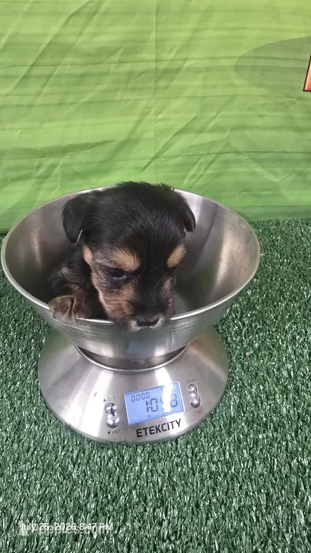 Male akc – Yorkshire Terrier puppy for sale in Temple, TX
