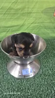 Male akc, a  Yorkshire Terrier for sale in Temple, TX – 1 of 3