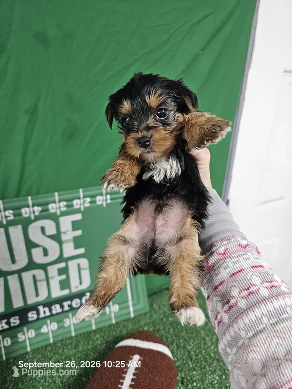 Lil Boy - READY NOW! – Yorkshire Terrier puppy for sale in Moody, TX