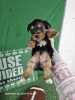 Lil Boy - READY NOW!, a  Yorkshire Terrier for sale in Moody, TX – 1 of 3