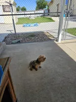Pixie - AKC, a female Yorkshire Terrier for sale in Houston, TX – 2 of 5