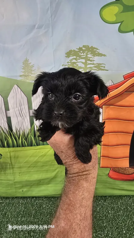 Black Diamond- APRI REGISTERED – Yorkshire Terrier puppy for sale in Waco, TX