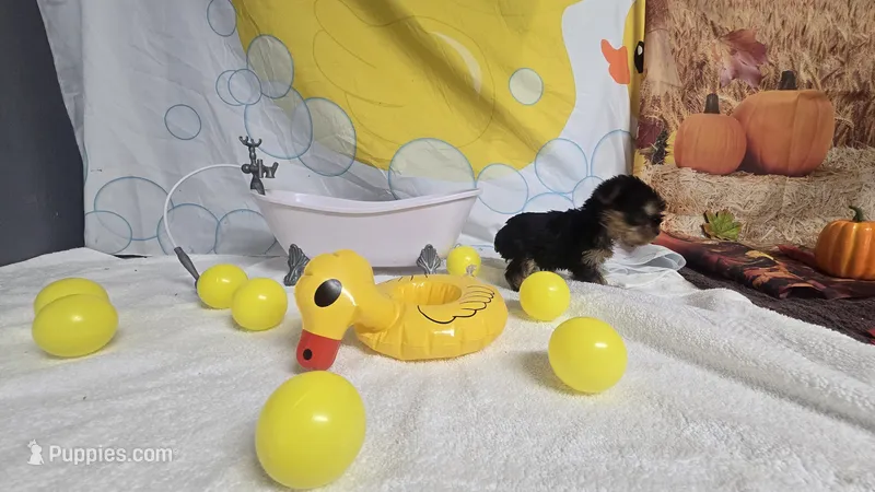 Bamm Bamm - AKC – Yorkshire Terrier puppy for sale in Moody, TX