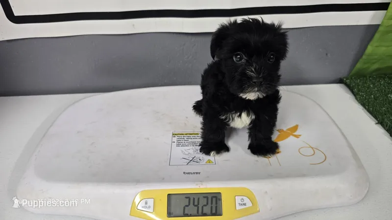 Black Diamond boy APRI REGISTERED kb black yorkie – Yorkshire Terrier puppy for sale in Waco, TX