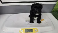 Black Diamond boy REGISTERED, a male Yorkshire Terrier for sale in Waco, TX – 1 of 2