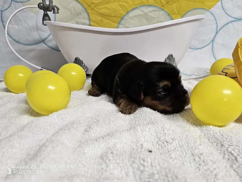 Bamm Bamm - AKC – Yorkshire Terrier puppy for sale in Moody, TX