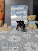 Peanut Boy -micro boy- with or without papers, a  Yorkshire Terrier for sale in Moody, TX – 4 of 5