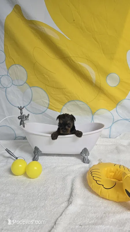 Kaci - AKC registered- ready October 31st – Yorkshire Terrier puppy for sale in Moody, TX