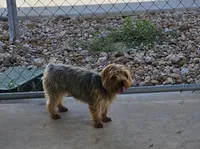Pixie - AKC, a female Yorkshire Terrier for sale in Houston, TX – 3 of 5
