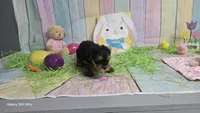 TINY GIRL #1 AKC REGISTERED , a  Yorkshire Terrier for sale in Houston, TX – Photo 2 of 2