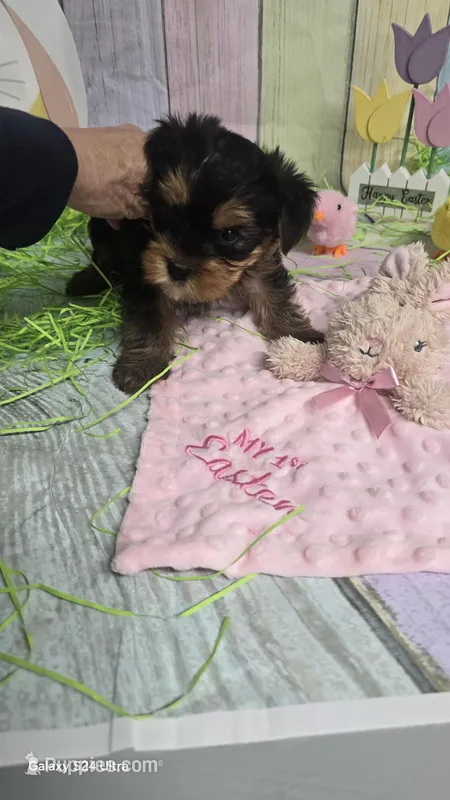 TINY GIRL #1 AKC REGISTERED  – Yorkshire Terrier puppy for sale in Moody, TX