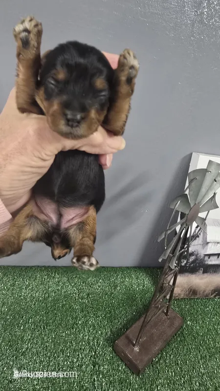 TINY GIRL #1 AKC REGISTERED 