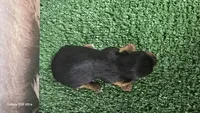 TINY GIRL #1 AKC REGISTERED , a female Yorkshire Terrier for sale in Moody, TX – Photo 3 of 3
