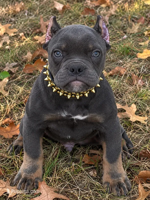 Blue Tri Male  – American Bully puppy for sale in Bolivar, MO