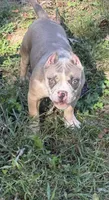 Lily, a female American Bully for sale in Bolivar, MO – 5 of 6