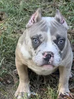 Lily, a female American Bully for sale in Bolivar, MO – 6 of 6