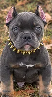 Blue Tri Male , a male American Bully for sale in Bolivar, MO – 2 of 5