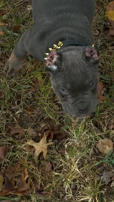 Blue Tri Male , a male American Bully for sale in Bolivar, MO – 5 of 5