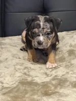 Male 1, a male American Bully for sale in Bolivar, MO – Photo 2 of 5